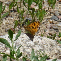 Phyciodes pallida