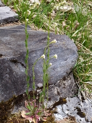 Arabis ciliata