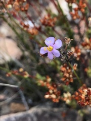 Chaenostoma subnudum