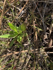 Helenium pinnatifidum