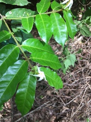 Landolphia hirsuta