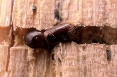 Cyclorhipidion bodoanum