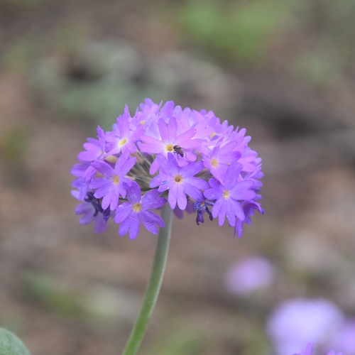 Primula denticulata (Primula denticulata)