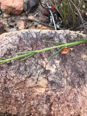 Chaenostoma subnudum