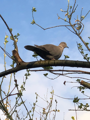 Streptopelia decaocto