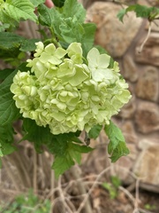Viburnum macrocephalum
