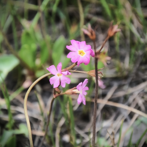Primula rosea, photograph 1