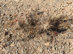 Grusonia grahamii