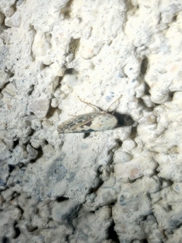 iNaturalist observation photo of Spathanus acuminatus