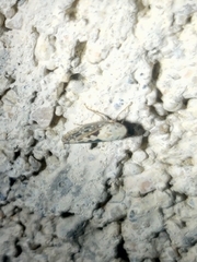 Spathanus acuminatus
