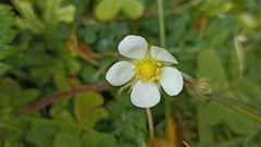 Fragaria vesca vesca