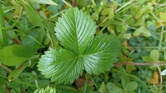 Fragaria vesca vesca