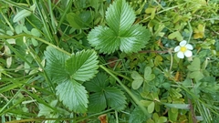 Fragaria vesca vesca