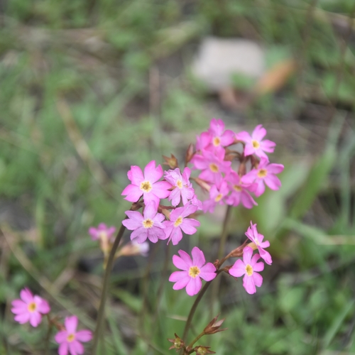Himalayan Meadow Primrose (Primula rosea)