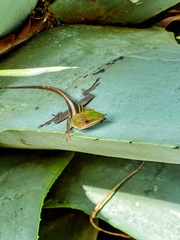 Anolis callainus