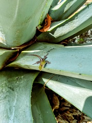 Anolis callainus