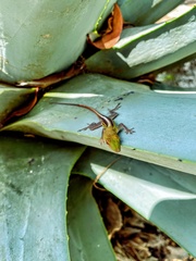Anolis callainus