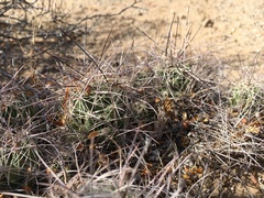 Coryphantha macromeris