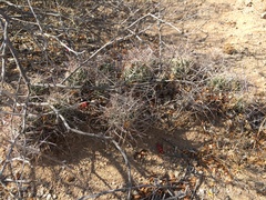 Coryphantha macromeris