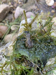 Cordulegaster boltonii