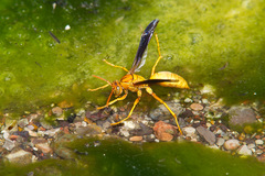 Polistes flavus