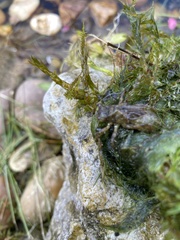 Cordulegaster boltonii