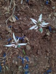 Euphorbia radians