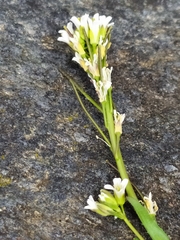 Arabis ciliata