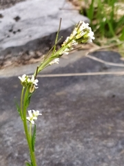 Arabis ciliata