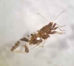 Bactericera maculipennis