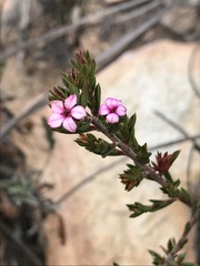 Acmadenia maculata