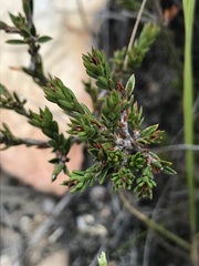Acmadenia maculata
