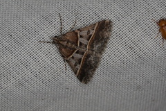 Dichromodes orthozona