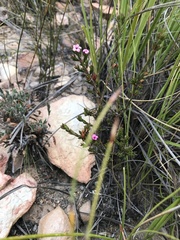 Acmadenia maculata