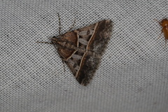 Dichromodes orthozona