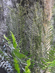 Blechnum polypodioides
