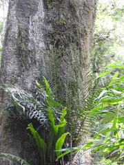 Blechnum polypodioides
