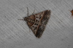 Dichromodes orthozona