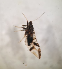 Bactericera maculipennis