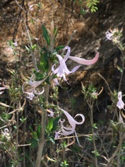 Anisacanthus puberulus