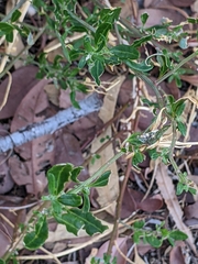 Chenopodium baccatum