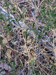 Chenopodium baccatum