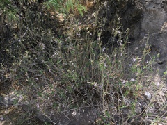 Anisacanthus puberulus
