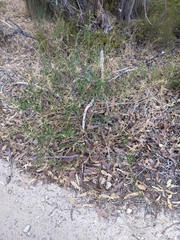 Chenopodium baccatum
