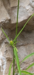 Phyteuma scheuchzeri