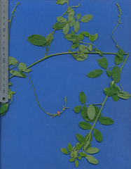 Indigofera jamaicensis