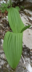 Veratrum album