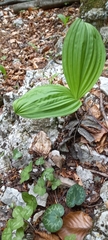 Veratrum album