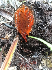 Cyathea medullaris