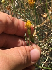Porophyllum scoparium